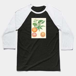 botanical illustration of oranges Baseball T-Shirt